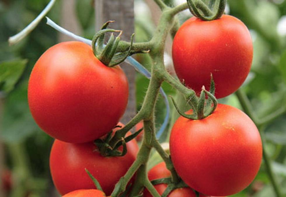 Лучшие 46 сортов томатов для теплицы: описание, фото, отзывы