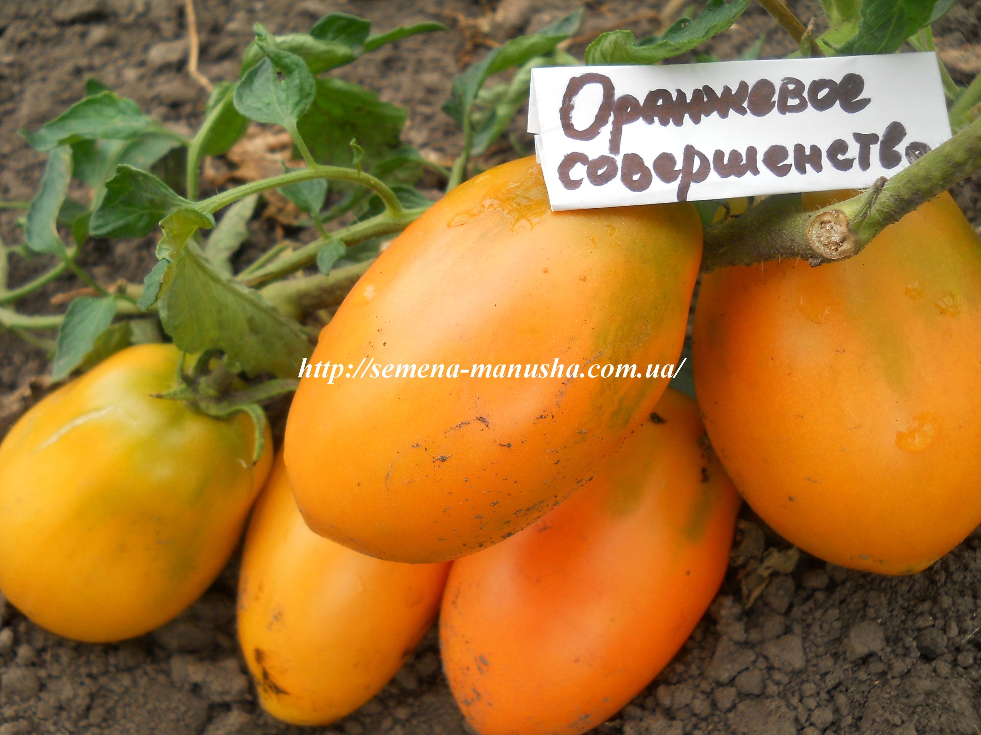 Томат оранжевая клубника немецкая: характеристика и описание сорта, урожайность с фото
