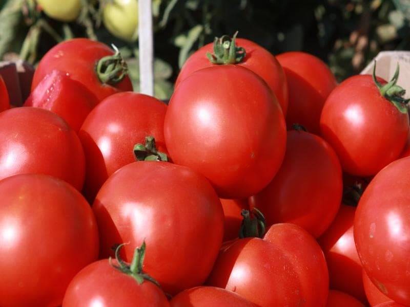 11 голландских сортов томатов для открытого грунта и теплиц - самые лучшие помидоры селекции голландии