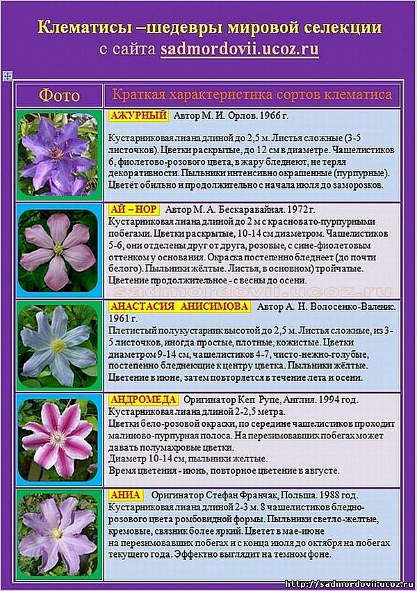 Цветок клематис: фото, описание видов и сортов, видео посадки, ухода и размножение клематисов