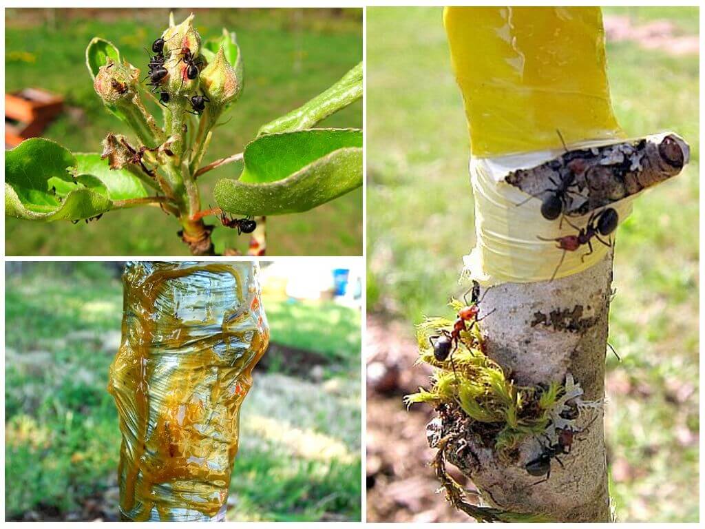 Как избавиться от тли на деревьях - обработка химическими препаратами и народными средствами