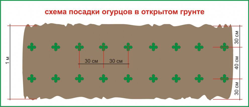 Оптимальная схема посадки огурцов в теплице - планы грядок