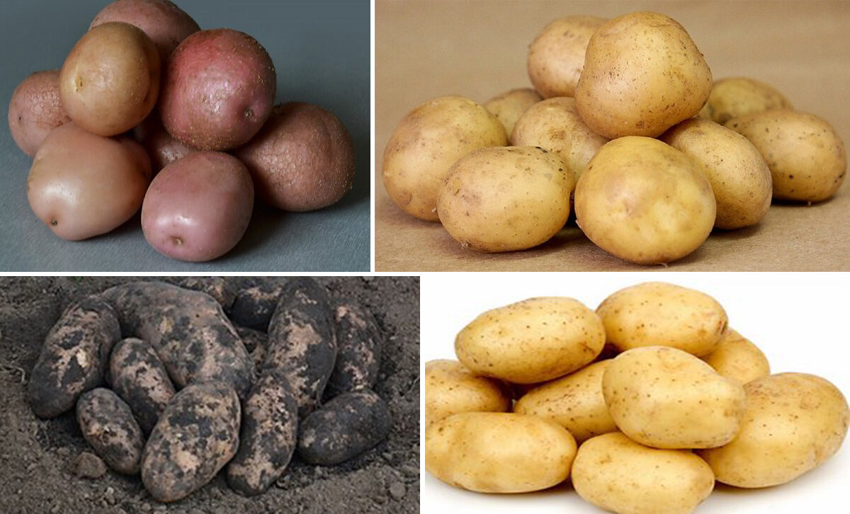 Картофель «розара»: описание сорта, фото и отзывы