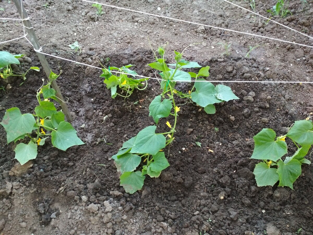 Подкормка тыквы в открытом грунте во время цветения и плодоношения