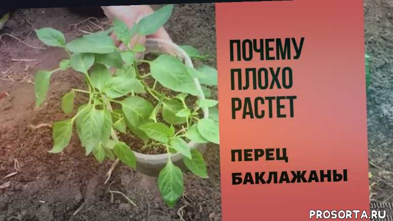 Почему не плодоносит виноград и не цветет: что делать, видео и фото