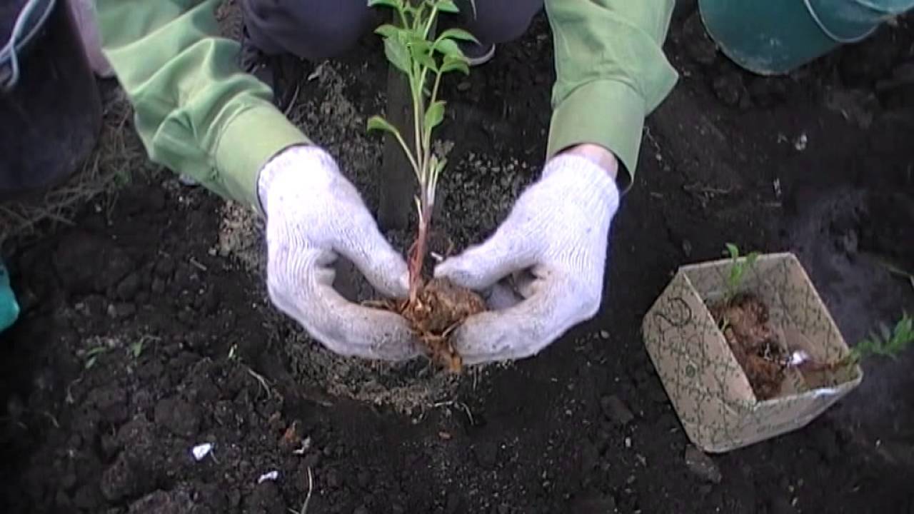 Выращивание сальвии из семян, посадка и уход в открытом грунте