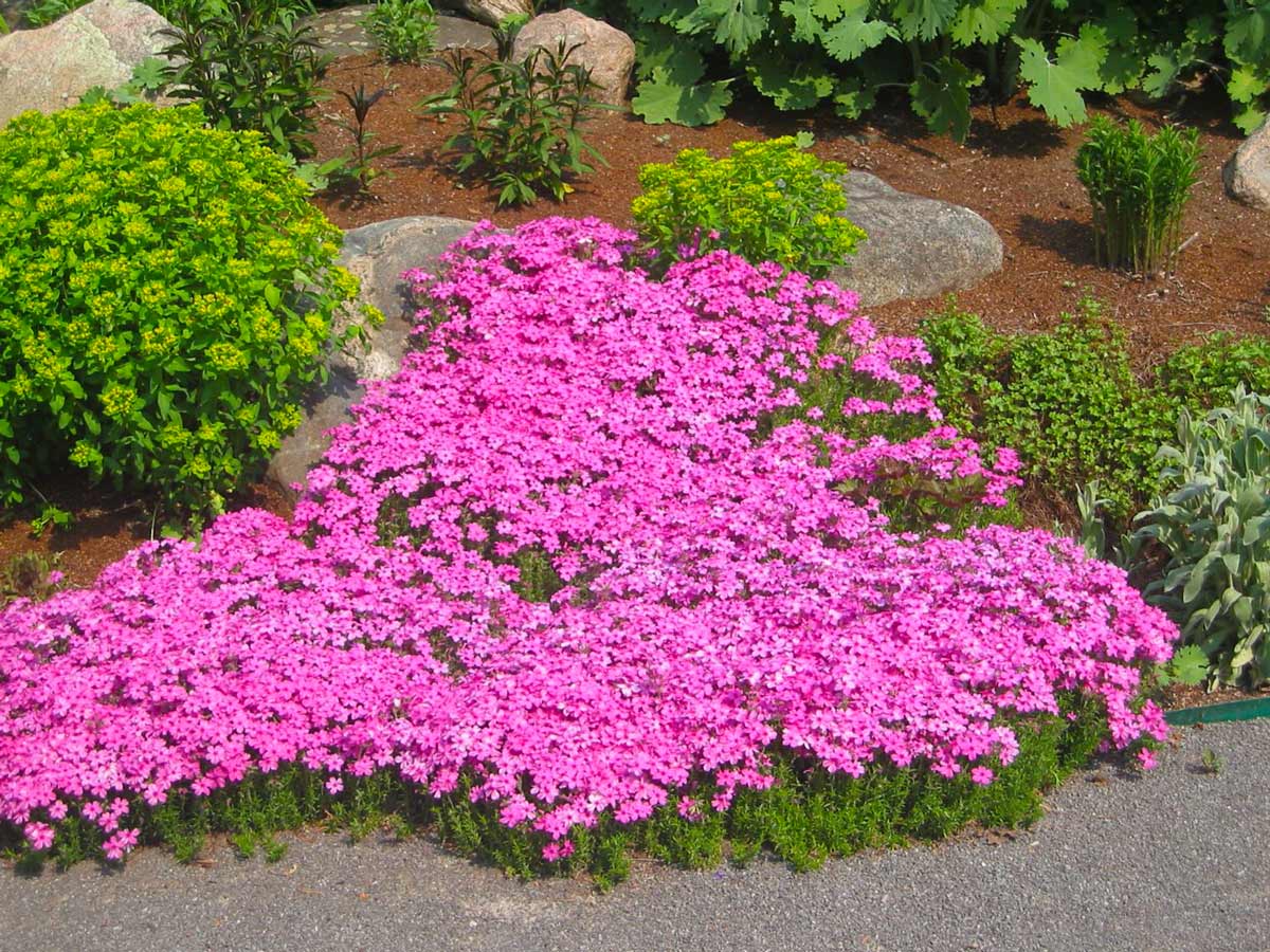 Цветущие почвопокровные растения для сада: названия и фото популярных