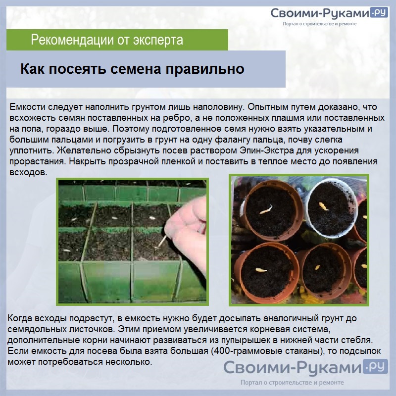 Огурцы: посадка и уход, как вырастить из семян в открытом грунте, фото