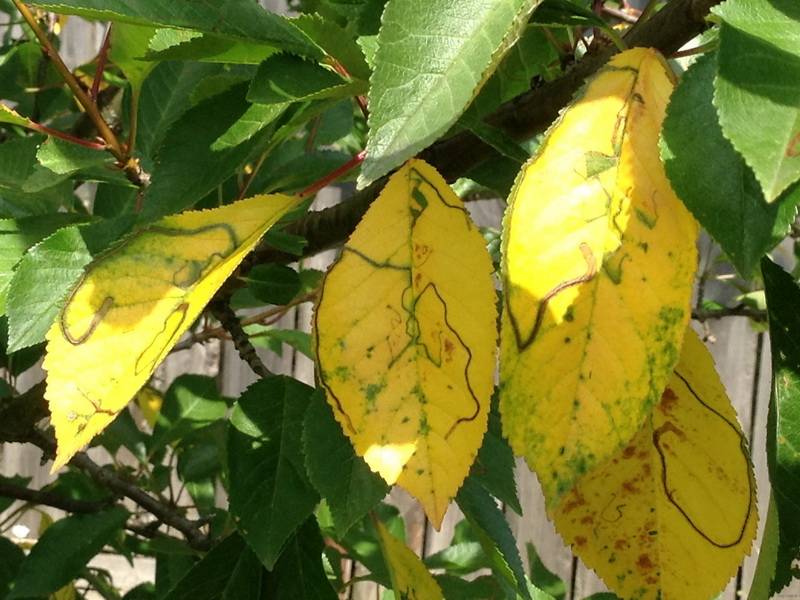 Почему желтеют и опадают листья у сливы, лучшие меры борьбы
