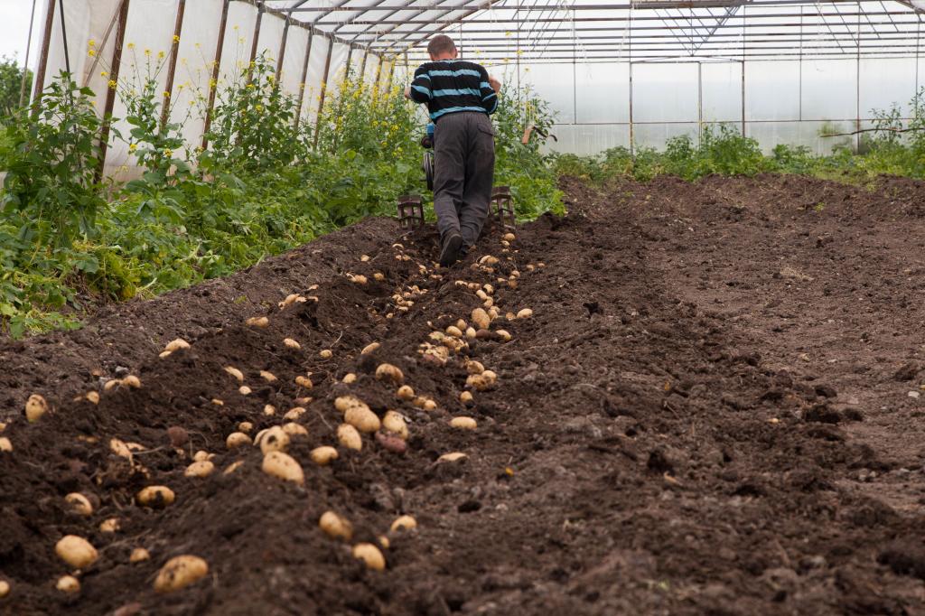 Агротехника выращивания картофеля в открытом грунте и теплице и уход