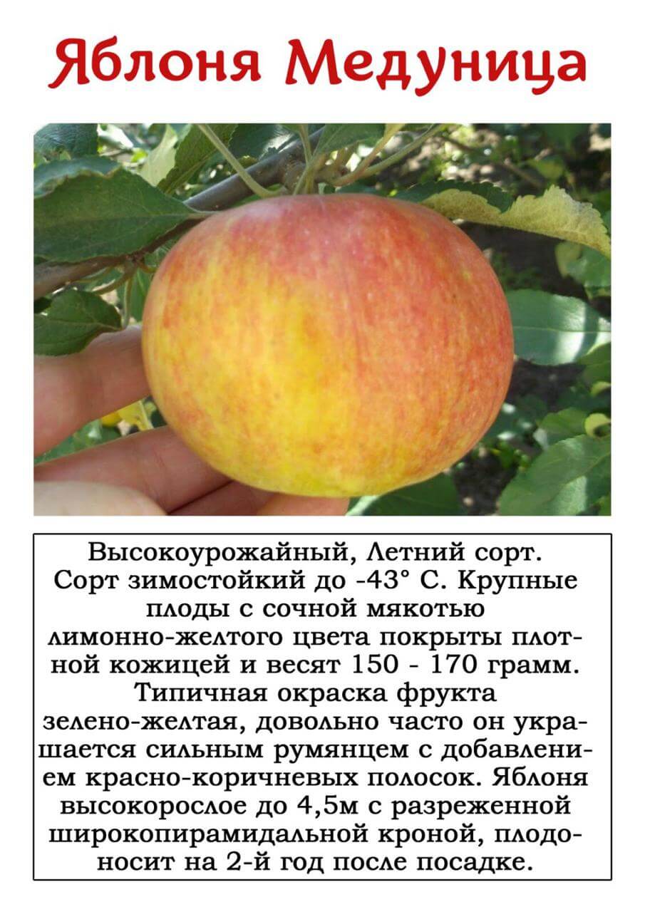 ✅ о яблоне орловим: описание и характеристики сорта, посадка и уход - tehnomir32.ru
