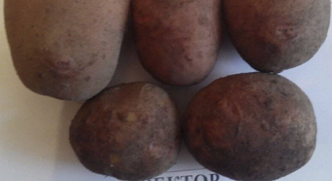 Картофель: описание 73 лучших сортов (фото & видео) +отзывами огородников