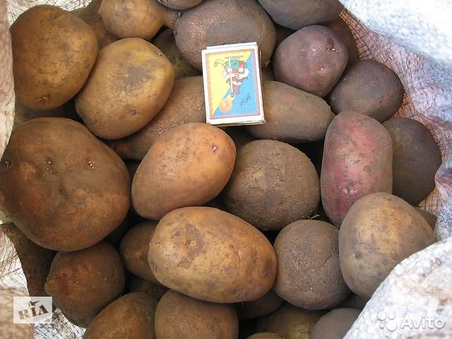 Сорт картофеля «славянка»: описание, особенности посадки и ухода