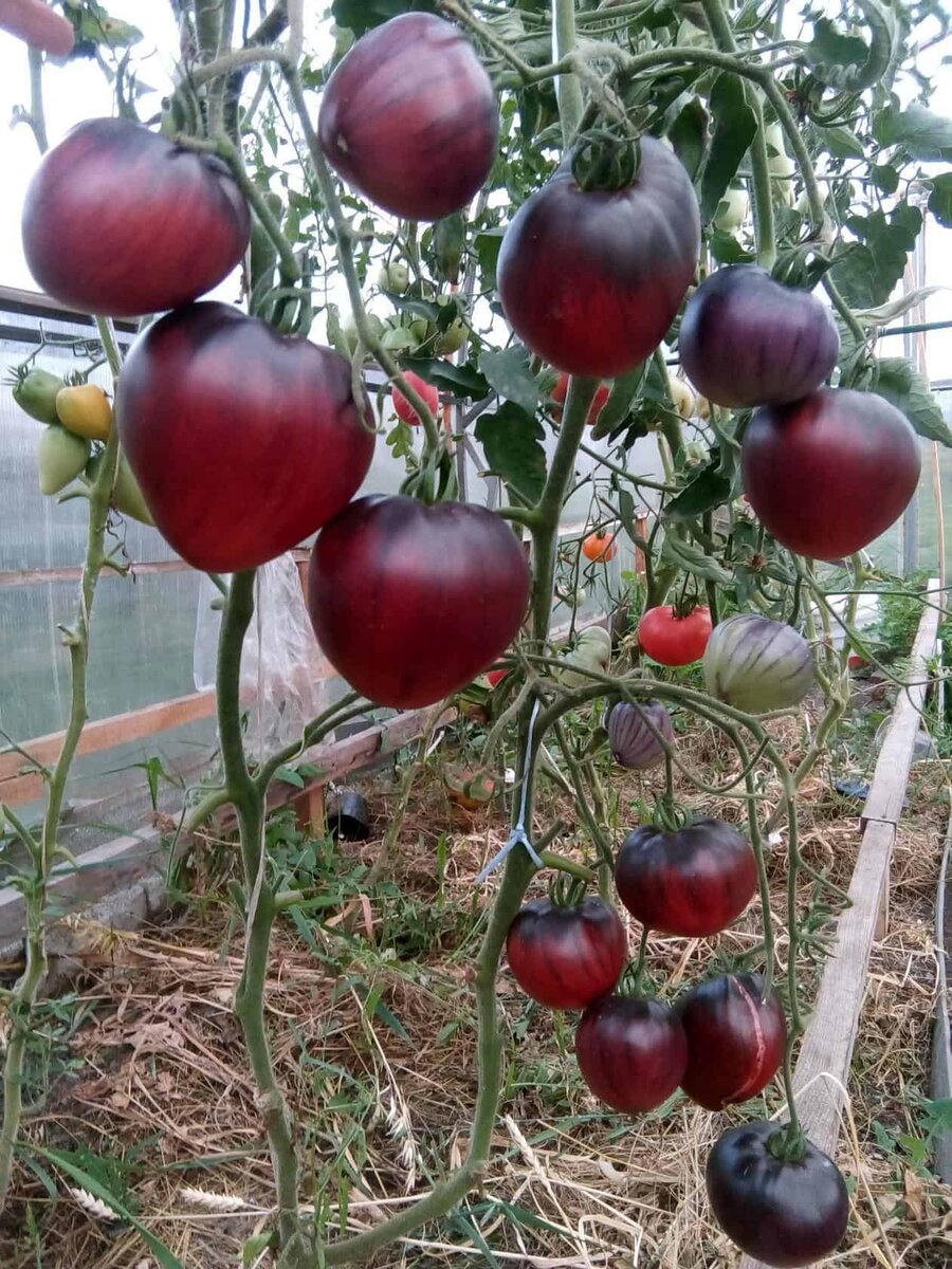 Описание фиолетового томата Аметистовая драгоценность и агротехника выращивания