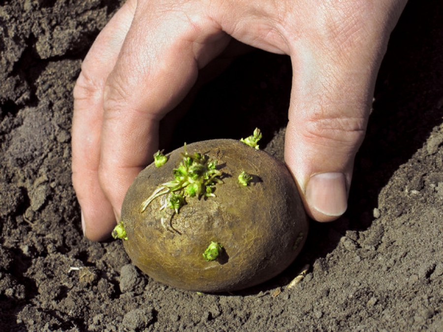 Мой способ – как вырастить картофель из семян в домашних условиях