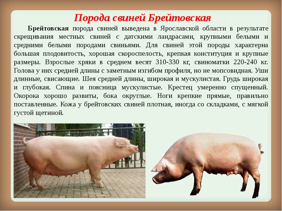 Мясные породы свиней в россии: характеристика, фото и цены