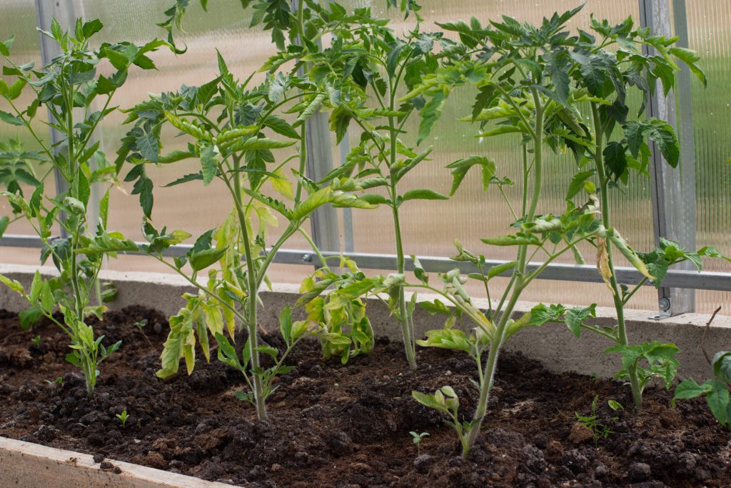 Почему томатов плохо растет и развивается, что делать, чем подкормить