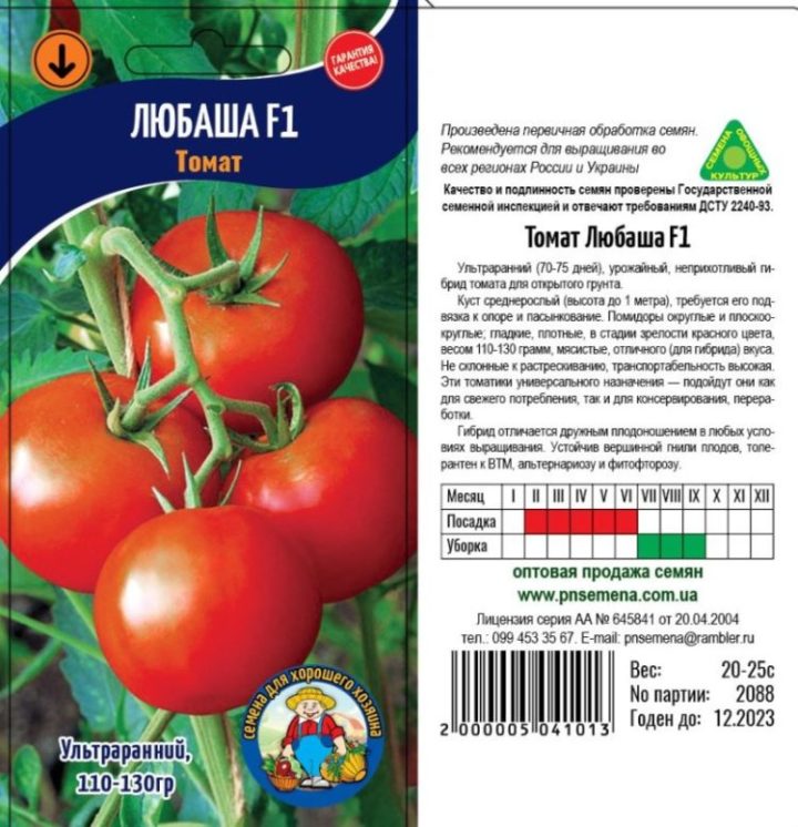 Описание сорта томата Дачник, его характеристика и выращивание