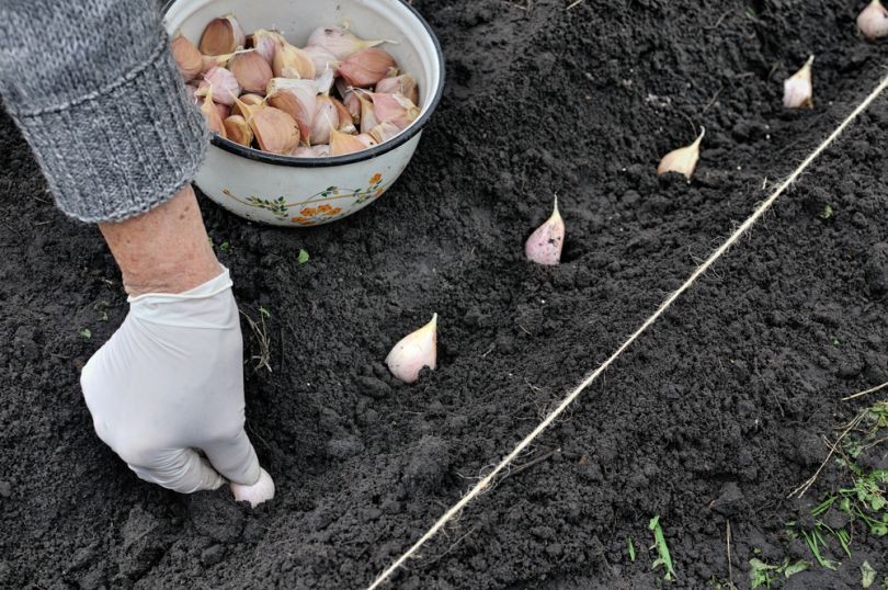 Горох как сидерат: применение на огороде, в компосте. когда сеять
