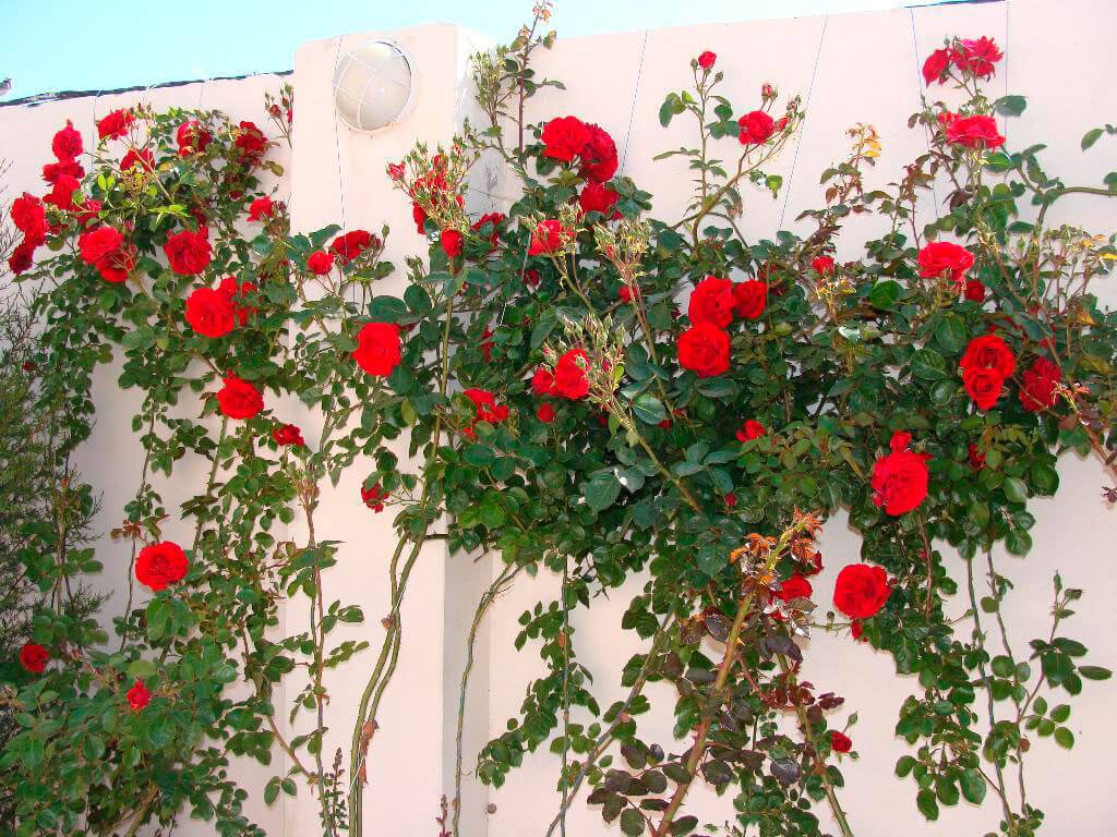 Роза сантана: история, описание и характеристика сорта, отзывы садоводов + особенности выращивания плетистого цветка