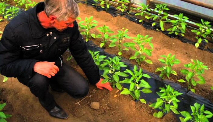 Выращивание перца в открытом грунте правильно: от посадки до урожая