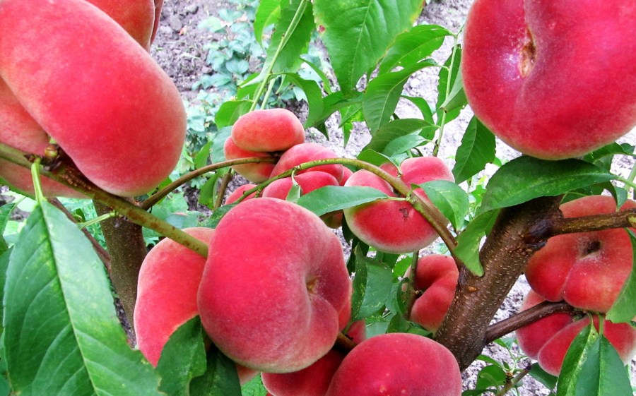 Лучшие сорта инжирного персика - сад и огород