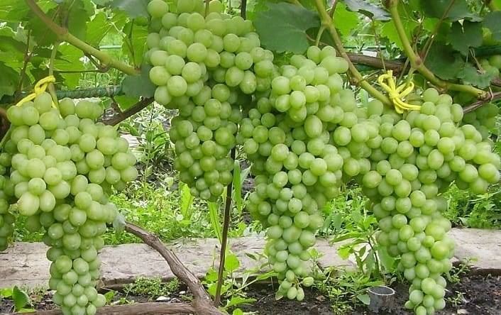 Виноград лора: описание сорта, фото, характеристика, отзывы