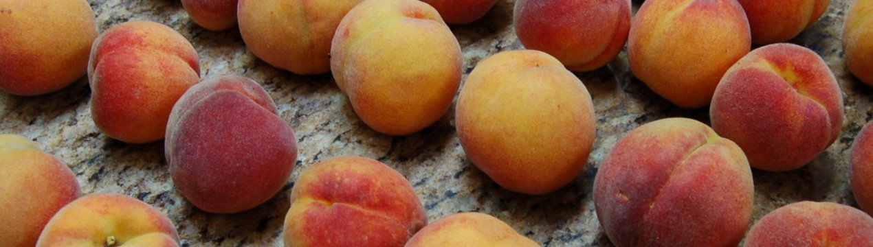 Инжирный персик – как вырастить из косточки, правила ухода, почему трескается?