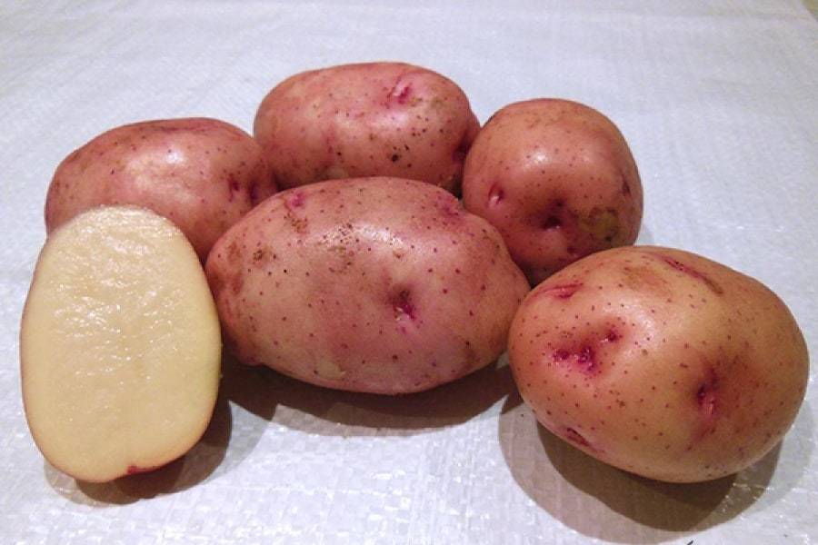 Картофель снегирь характеристика сорта отзывы вкусовые качества. характеристика сорта картофеля снегирь