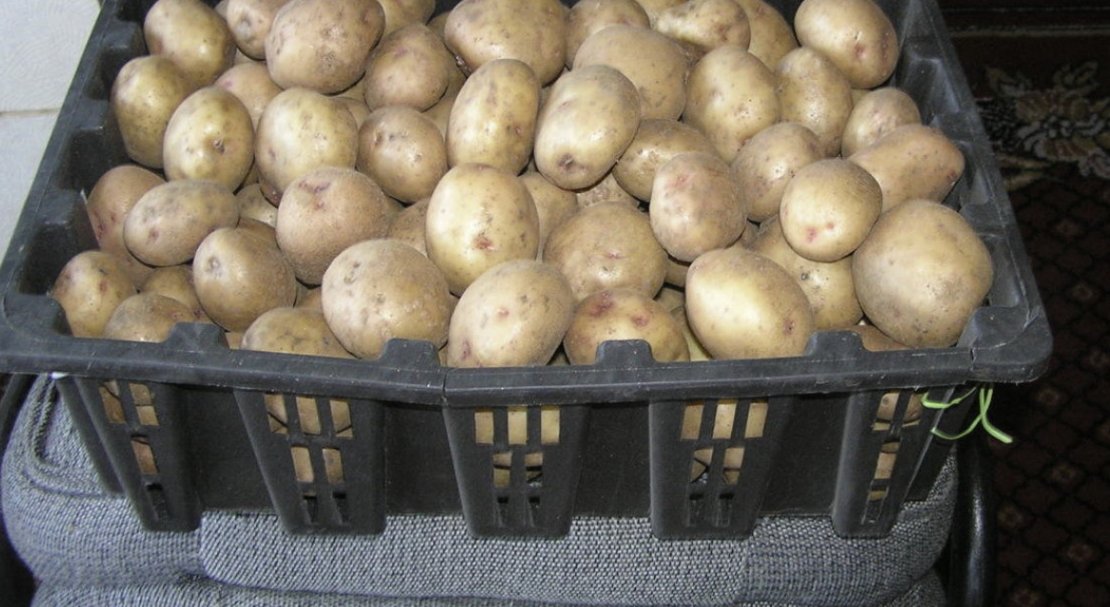 Сорт картофеля аврора – описание и фото