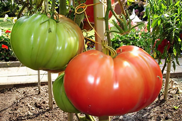 Характеристика и описание сорта томата русский богатырь
