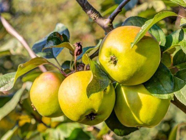 Описание сорта яблони уралец: фото яблок, важные характеристики, урожайность с дерева