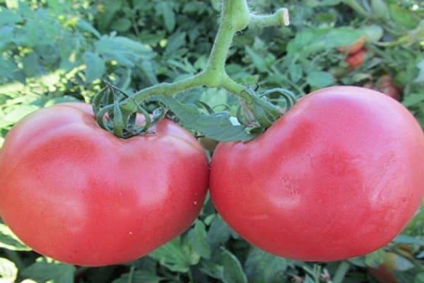 Томат "розализа f1": описание сорта, особенности ухода, фото помидоров русский фермер