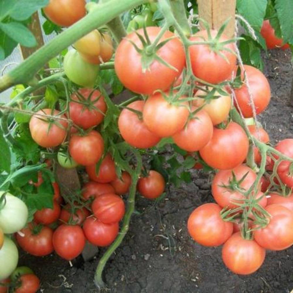 Характеристика и описание сорта томатов «спасская башня»