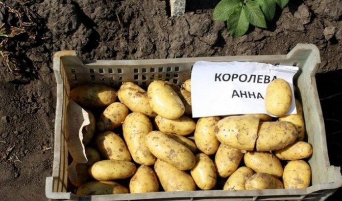 Картофель наташа: описание и характеристика сорта, правила выращивания, фото