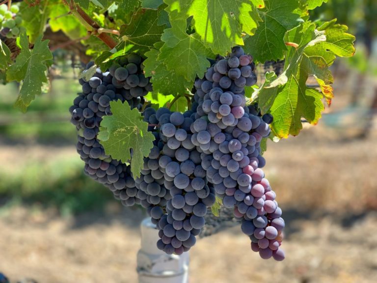 12 лучших винных сортов винограда для северного виноградника - квартира, дом, дача - медиаплатформа миртесен