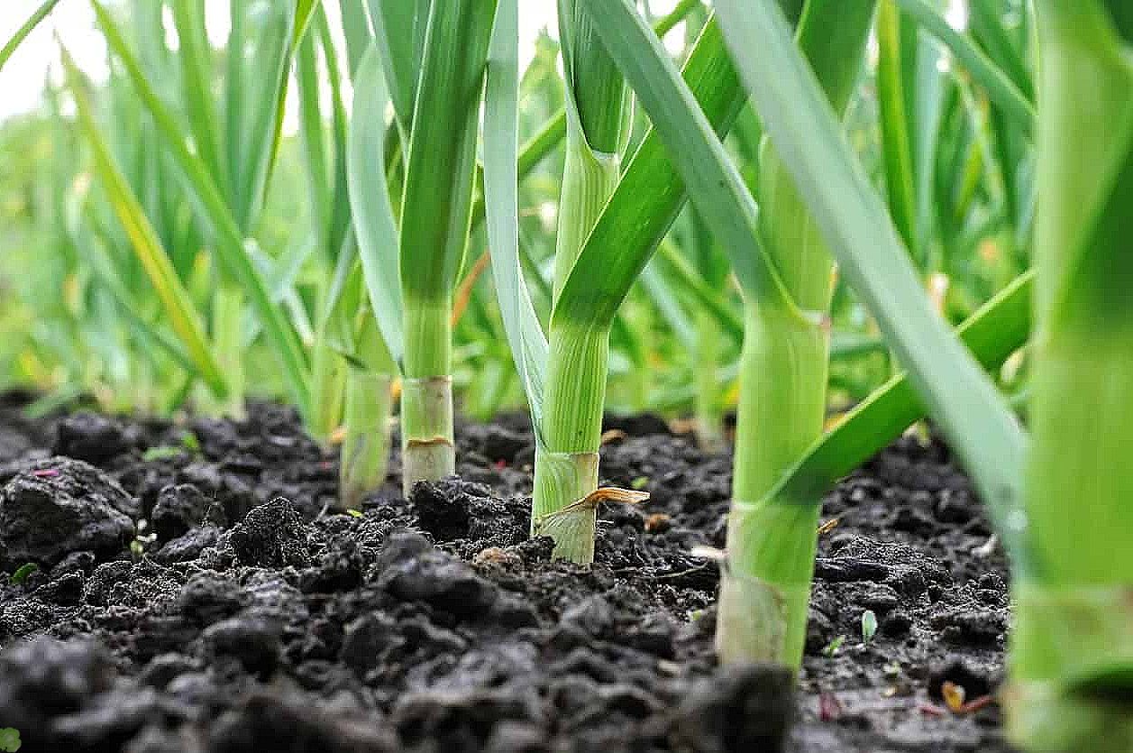 Посадка ярового чеснока весной в открытый грунт: когда и как сажать, сроки, правила выращивания, уход до сбора урожая