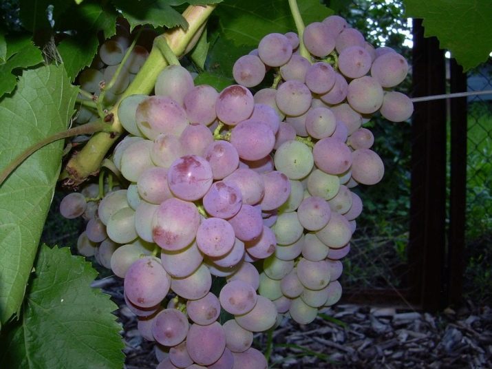 Виноград тайфи розовый: описание сорта, посадка и уход, фото, отзывы