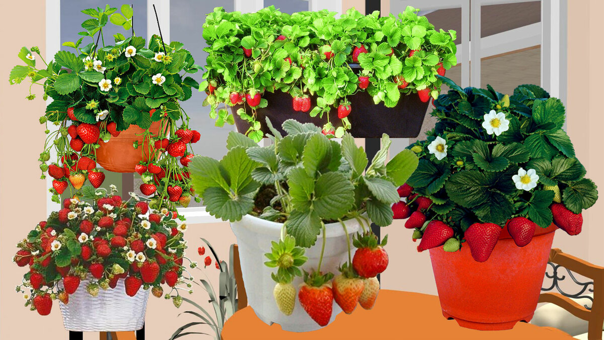 Выращивание клубники в домашних условиях, как выращивать круглый год