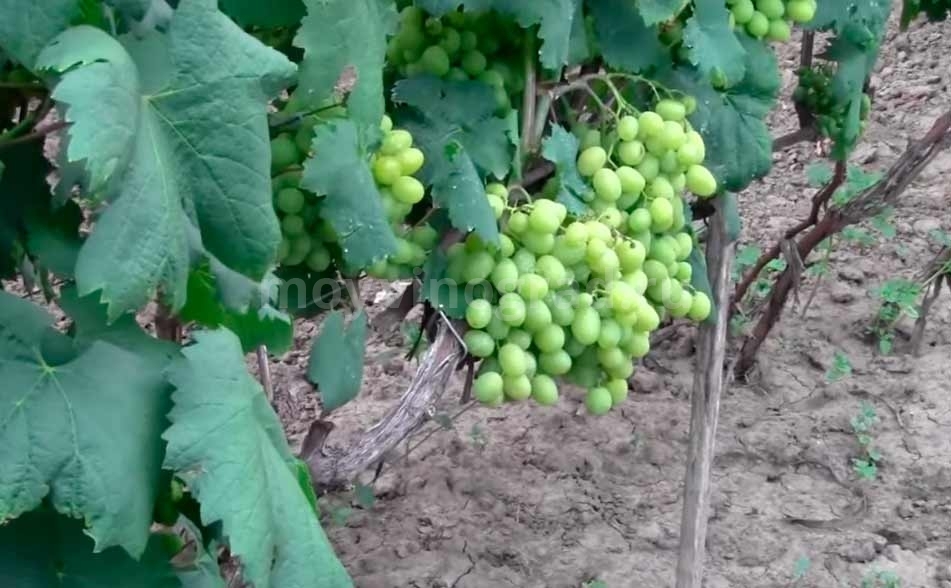 Правильная посадка винограда