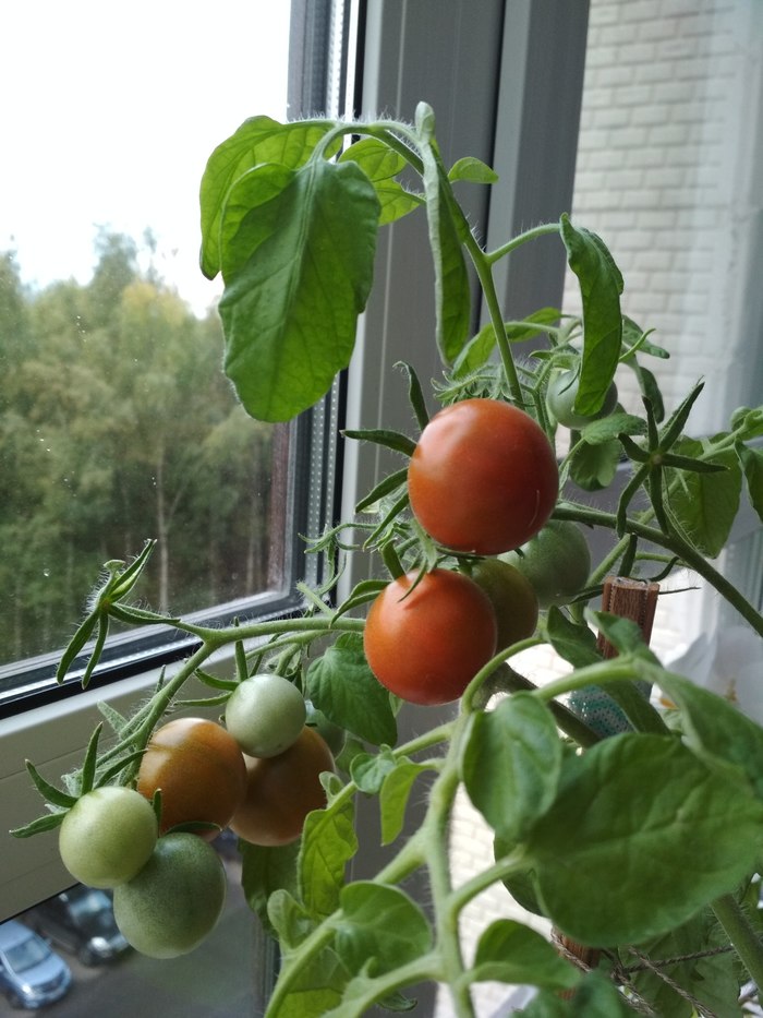 Как вырастить помидоры черри на балконе или подоконнике