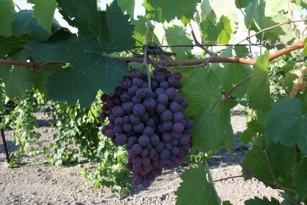 Отличительные особенности винограда «красностоп золотовский»