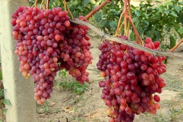 «вэлиант» — отважный сорт винограда