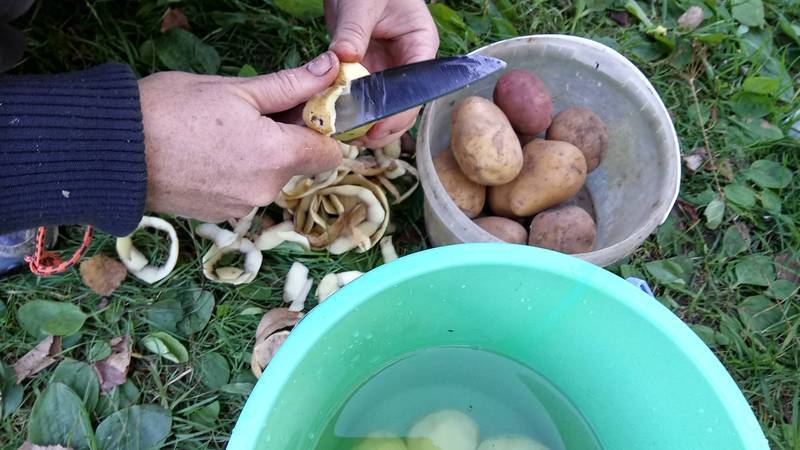 Картофельные очистки для ухода за растениями
