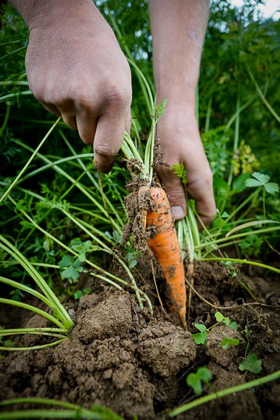 Когда убирать морковь с грядки на хранение в 2019 году: правила (фото, видео)