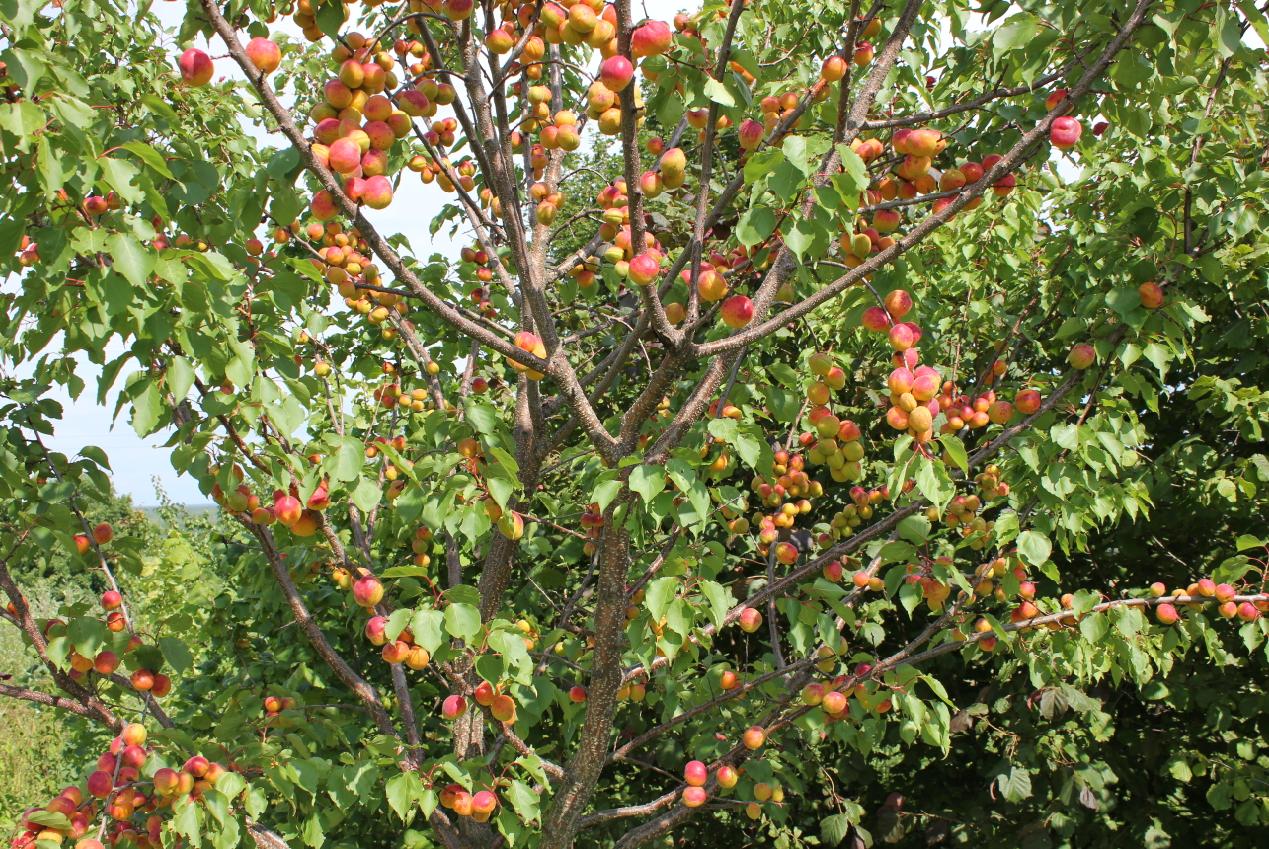 Персик посадка и уход в средней полосе. особенности выращивания персиков в средней полосе