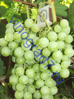 Виноград "галбена ноу": описание и характеристика сорта, преимущества и недостатки, отзывы