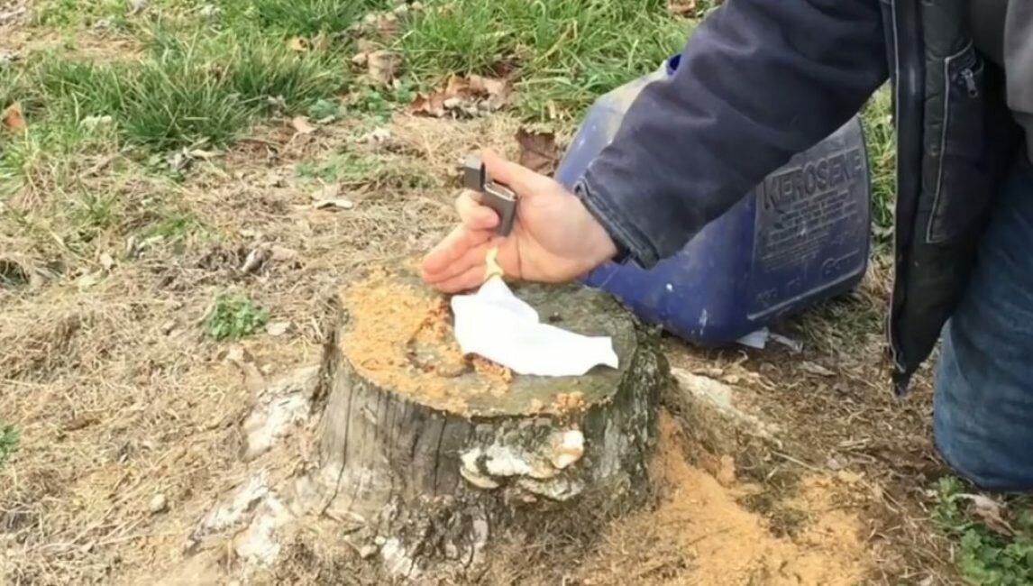 Как удалить поросль деревьев с участка