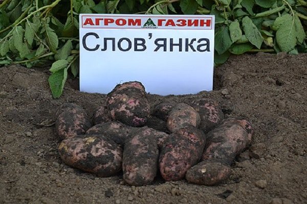 Картофель славянка: описание сорта с фото и отзывами