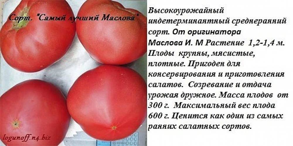 Необыкновенная новинка из украины — томат супер экзотик: характеристики и описание сорта